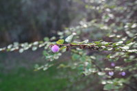 20061231: Garden bush (unknown specie)
