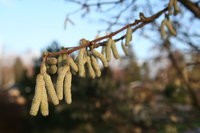 20061231: Hazel nut tree