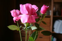 20061231: Tivoli 150 rose