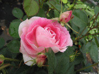 20070207: Princess Alexandra rose"